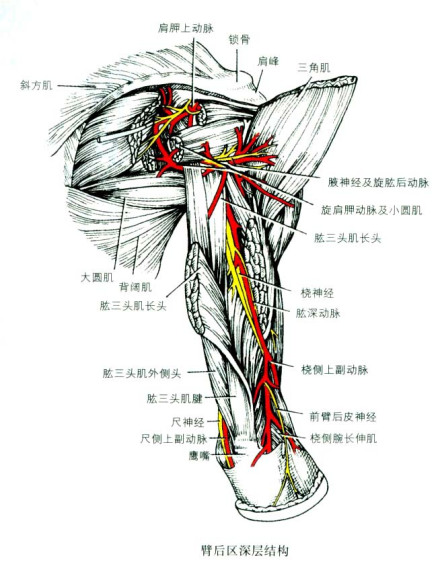 桡神经管_百度百科