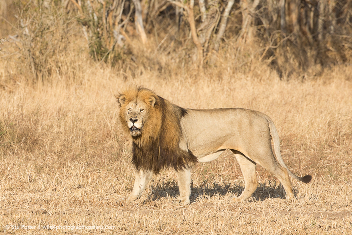 > a href="#" data-lemmaid="10497291">加丹加狮 /a>,又称卡拉哈里狮