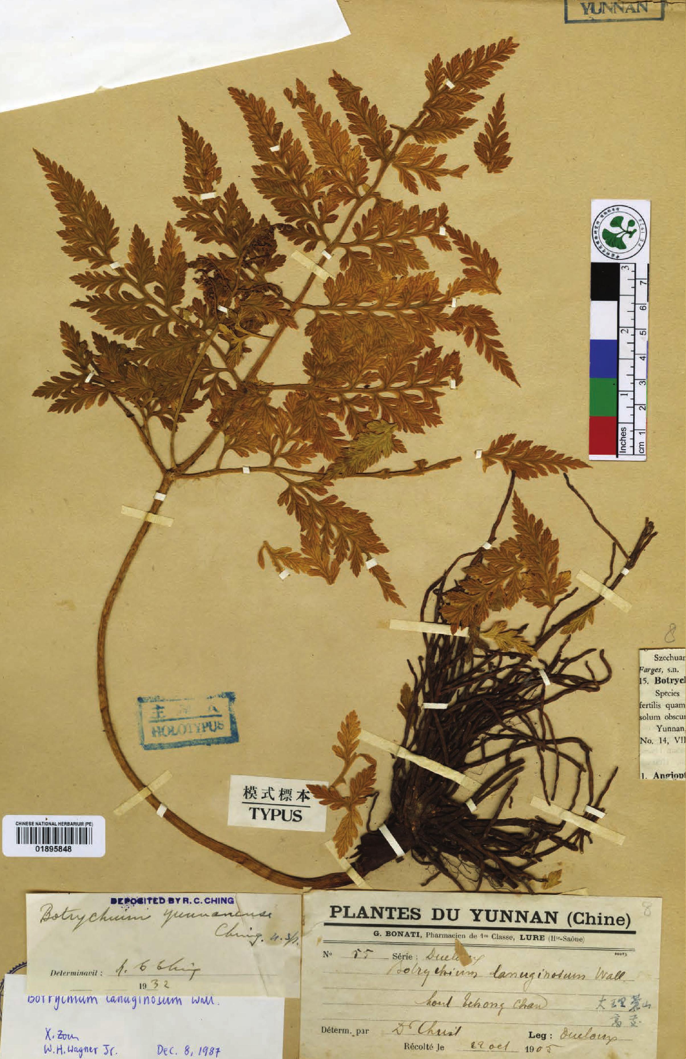 href="#" data-lemmaid="8230211">云南小阴地蕨 /a>,蕨叶一枝蒿