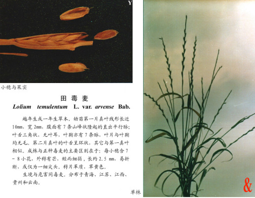 田毒麦_百度百科