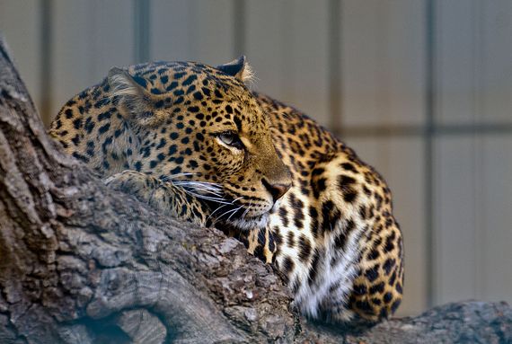 panthera pardus ssp. melas