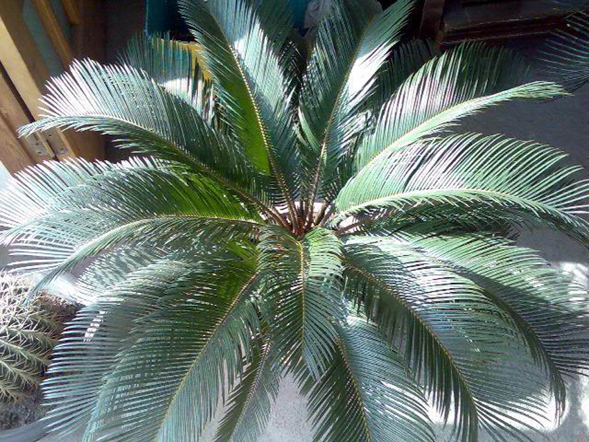  p>叉叶苏铁(拉丁学名: i>cycas bifida /i> (dyer) k. d.