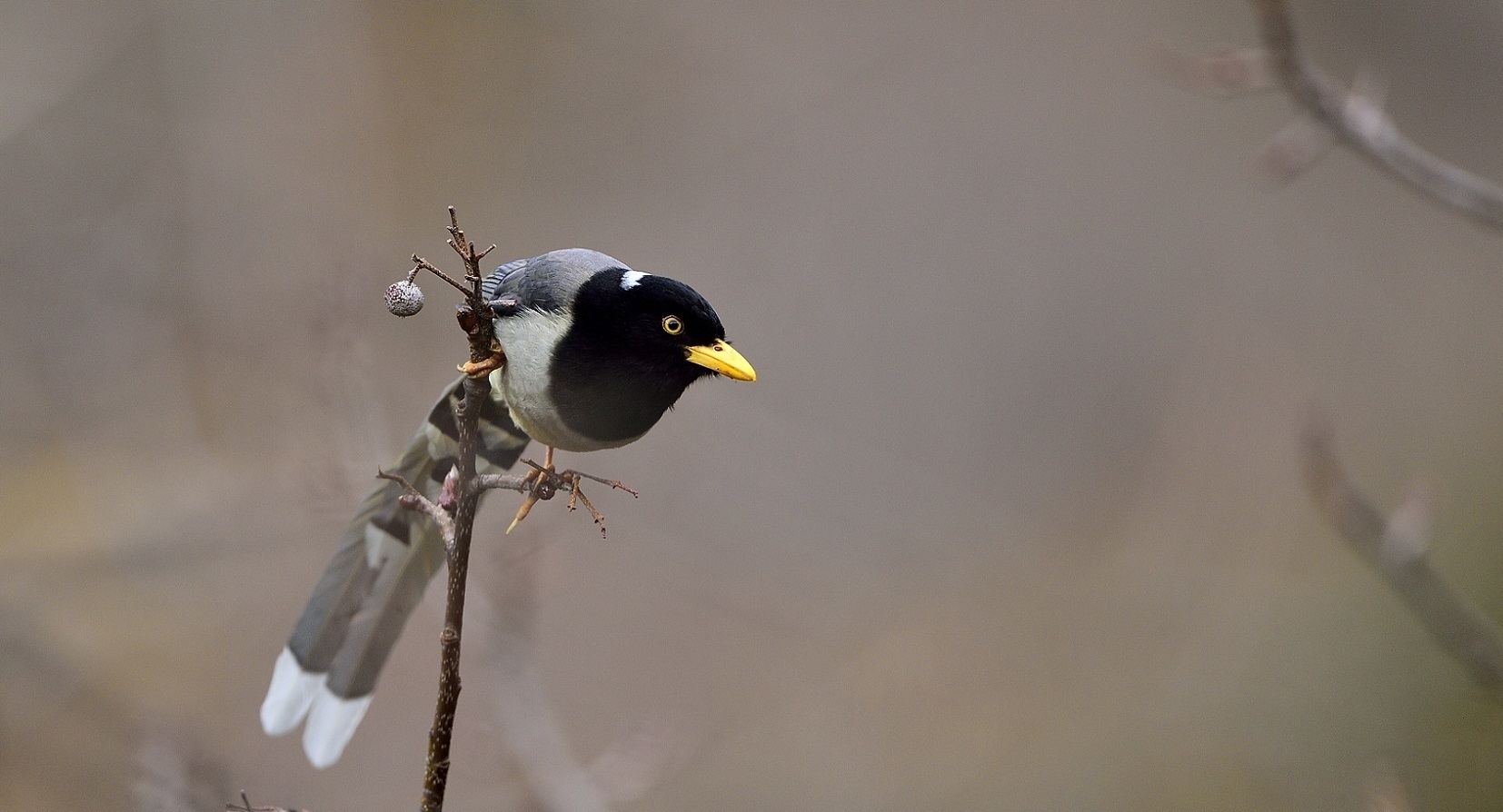 p>黄嘴蓝鹊(学名: i>urocissa flavirostris /i>)是鸦科,蓝鹊属的