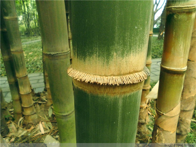 dendrocalamus cv. mei-nung