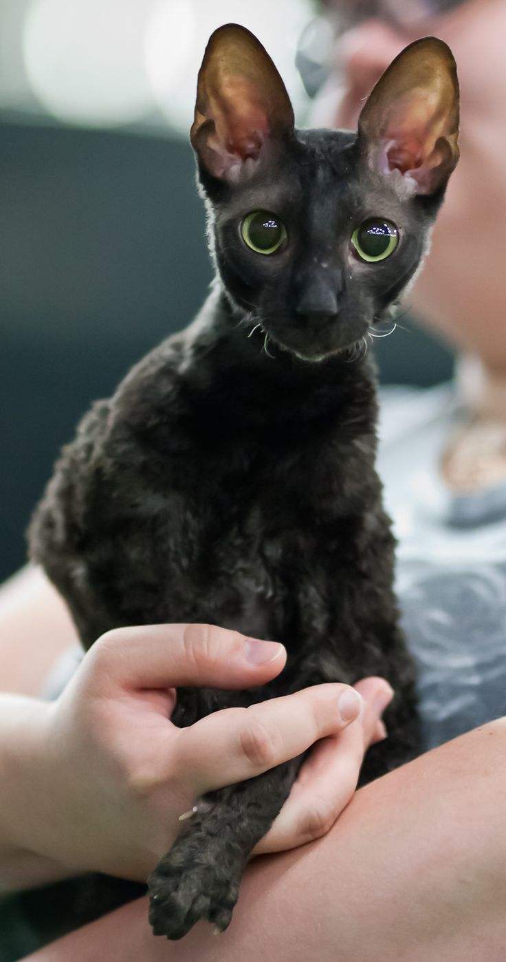  p>柯尼斯卷毛猫(cornish rex),是源出于 a href="#" data-lemmaid="