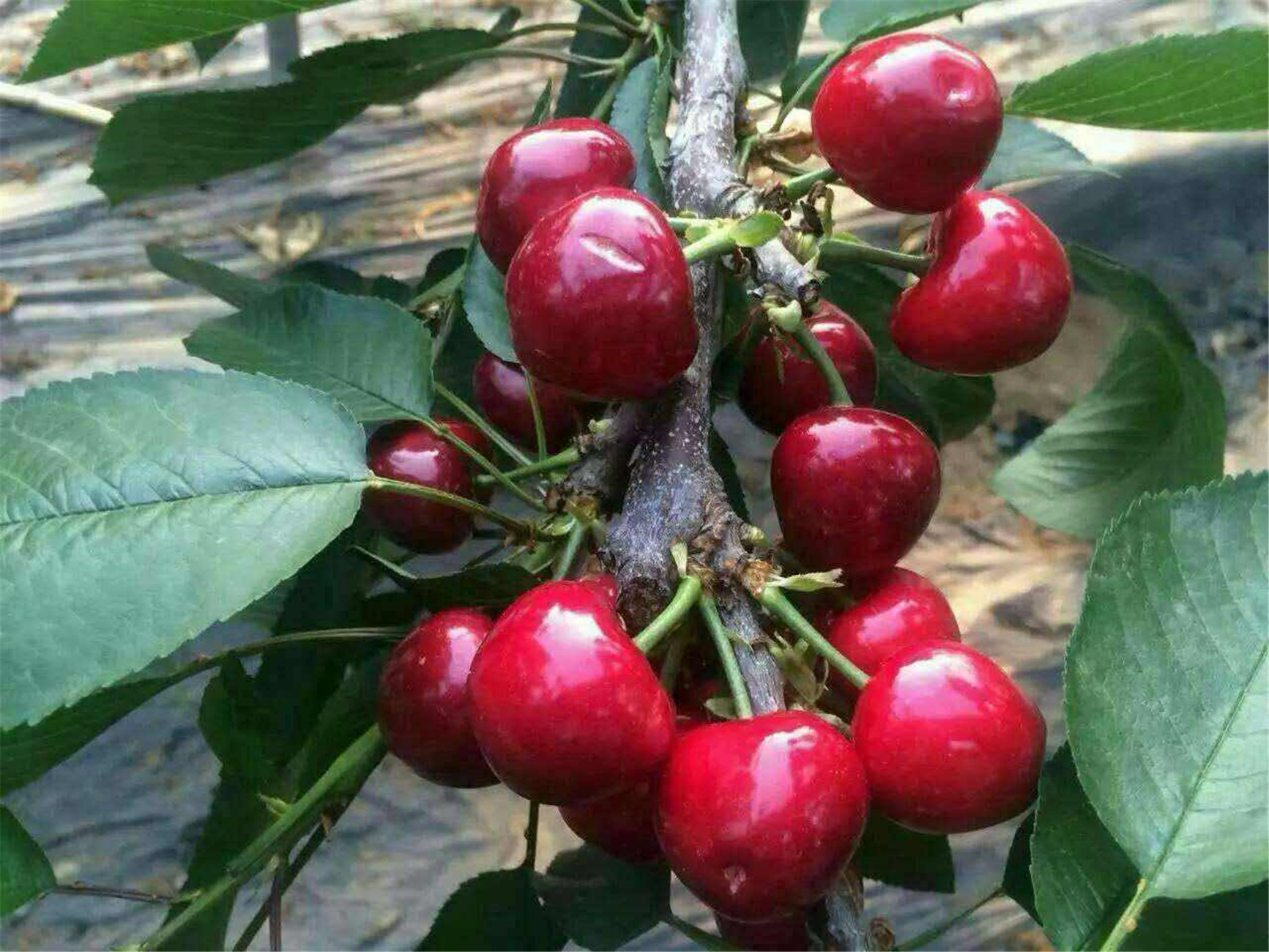 加拿大盛产什么水果『加拿大盛产什么水果?』