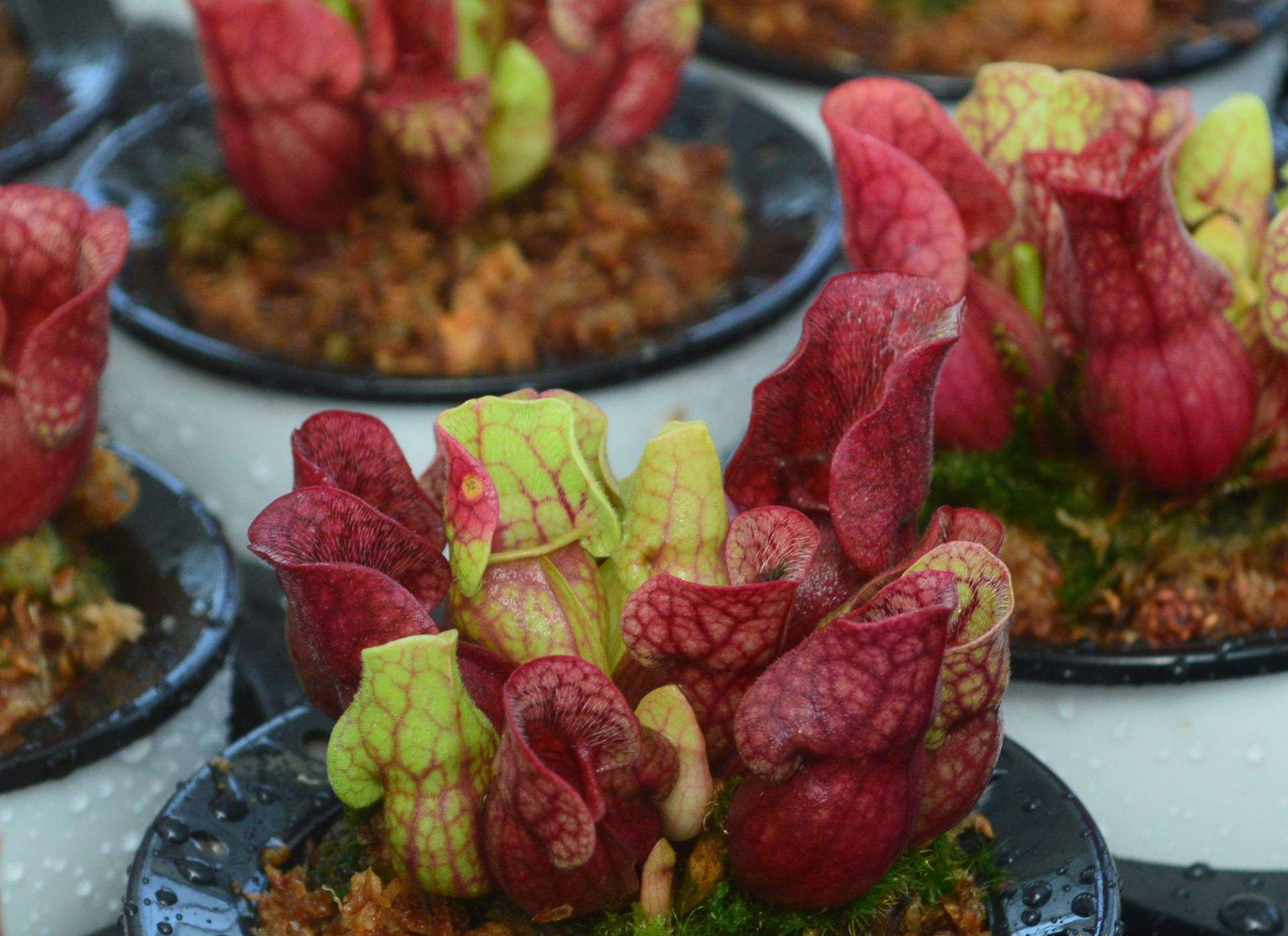  p>紫瓶子草(学名:sarracenia purpurea)是 a href="#">多年生草本 /a