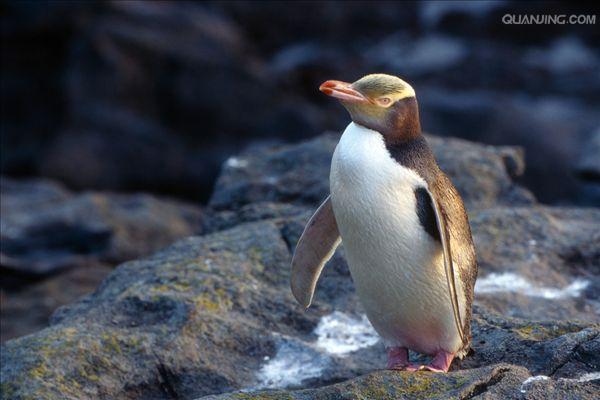  p>黄眼企鹅(学名: i>megadyptes antipodes /i>):属鸟纲,企鹅科,黄眼