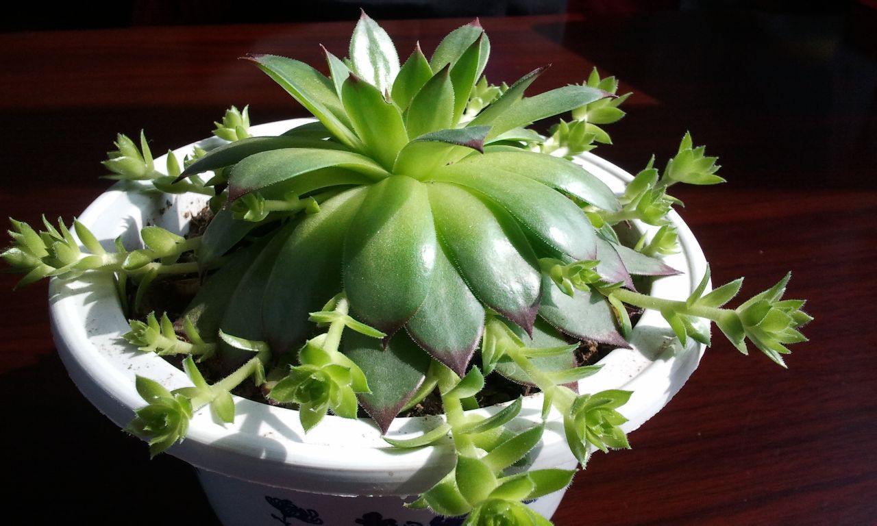 佛座莲是一种以观叶为主的小型 a target="_blank" href="/item/多肉