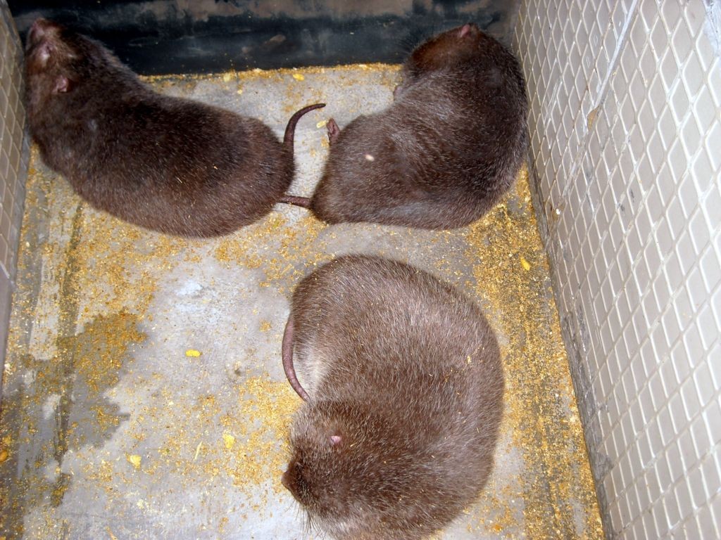  p>竹鼠(学名: i>rhizomyidae /i>),是属竹鼠科, a href="#" data