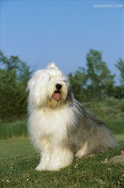  p>英国古代牧羊犬是很好的 a href="#" data-lemmaid="5220098">玩赏