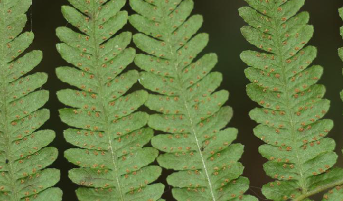 p>光脚金星蕨(学名: i>parathelypteris japonica /i> (bak.