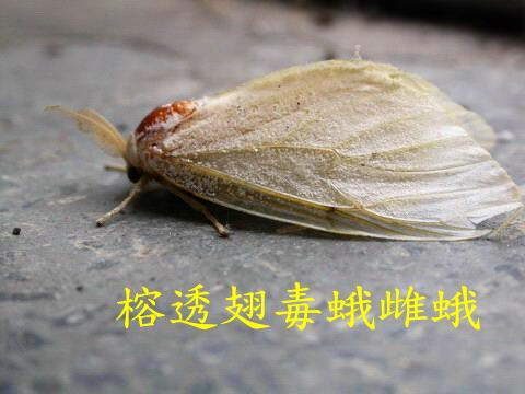  p>榕透翅毒蛾, i>perina nuda  /i>(fabricius,1787),属于 a href="