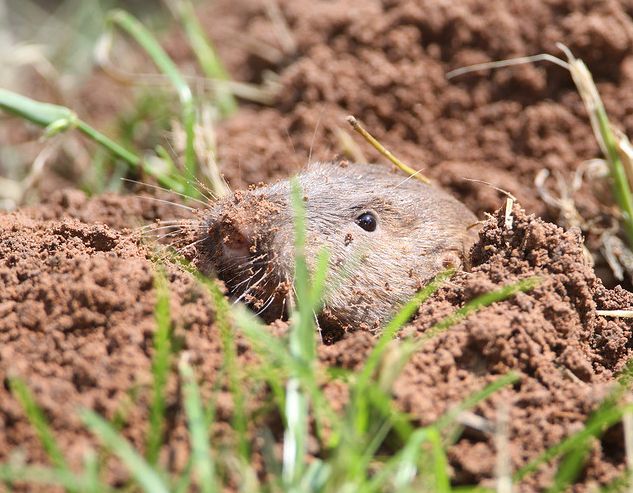  p>平原囊鼠(学名: i>geomys bursarius /i>)分布于 a target="_blank