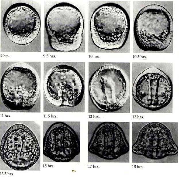  p>原肠作用,早期胚胎由囊胚形成原肠胚的发育过程.