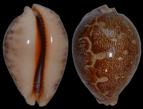  p>地理宝螺(学名:leporicypraea geographica geographica)是腹足纲