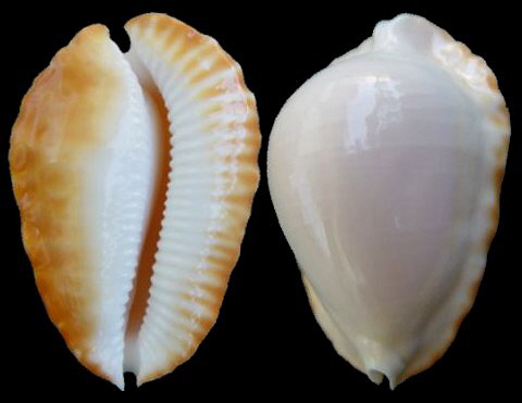  p>黄凯蒂宝螺是 a href="#" data-lemmaid="8079480">中腹足目 /a>, 