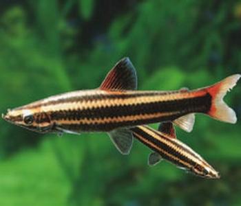  p>铅笔鱼,又名一线铅笔鱼.鱼身最长6.