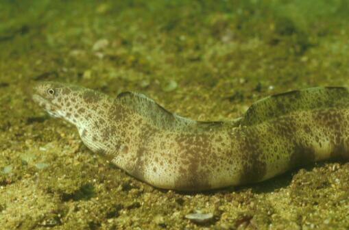  p>油锥(gymnothorax pseudothyrsoideus)为 a href="#" data-lemmaid