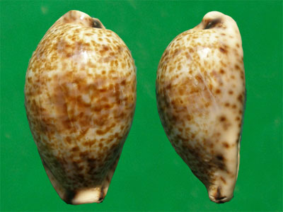  p>锈斑宝螺(学名:palmadusta lentiginosa lentiginosa)是腹足纲宝螺