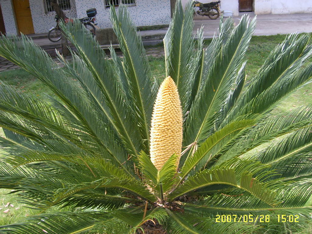  p data-id="gnfj6ybid9">刺柄苏铁,即 a target="_blank" href="