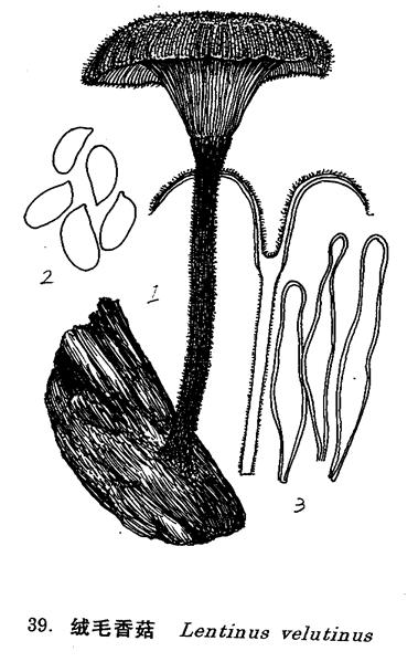  p>绒毛香菇,属 a href="#" data-lemmaid="975478">木腐菌 /a>,子