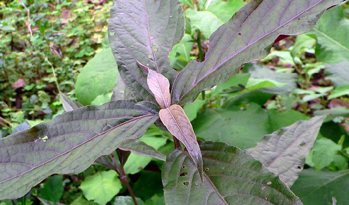  p> a href="#" data-lemmaid="4955420">柳叶牛膝 /a>,别名:红柳叶