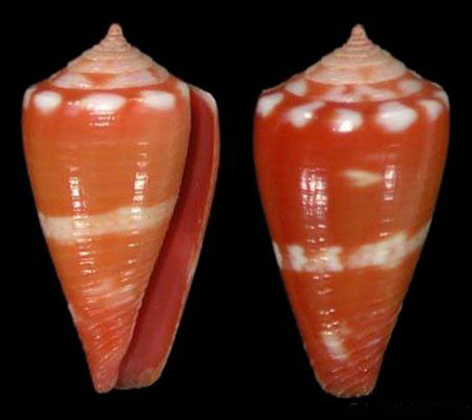 conus glenni
