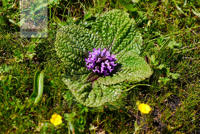  p>独一味属(学名:lamiophlomis kudo)是 a target="_blank" href="