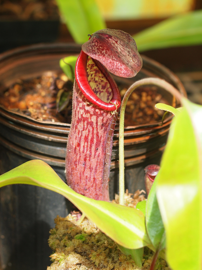 nepenthes glandulifera