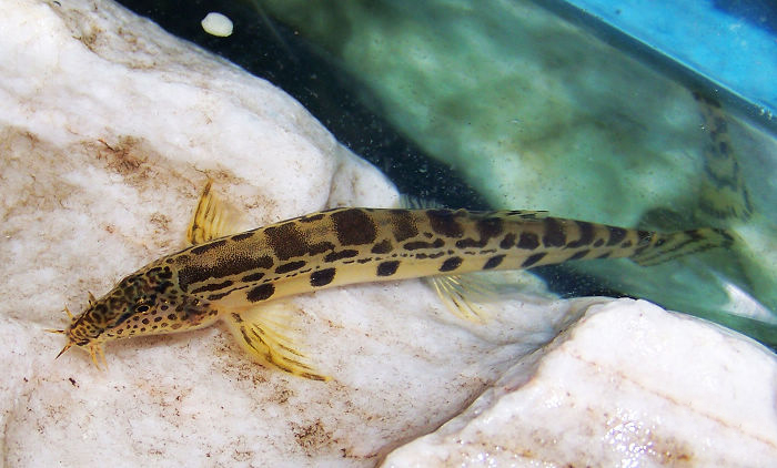  p>大斑花鳅, a href="#" data-lemmaid="8074290">学名 /a>: i>cobit