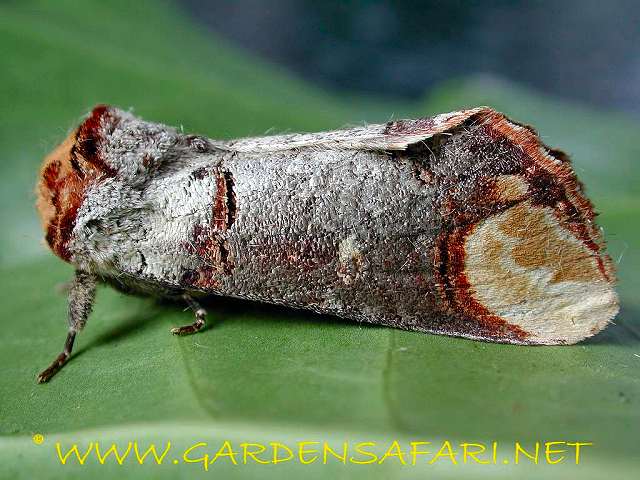  p>黄掌舟蛾, i>phalera assimilis  /i>(bremer et grey),属昆虫纲