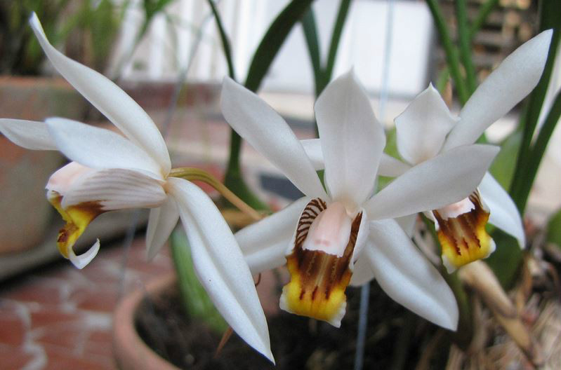  p>禾叶贝母兰(学名: i>coelogyne viscosa /i>  rchb. f.
