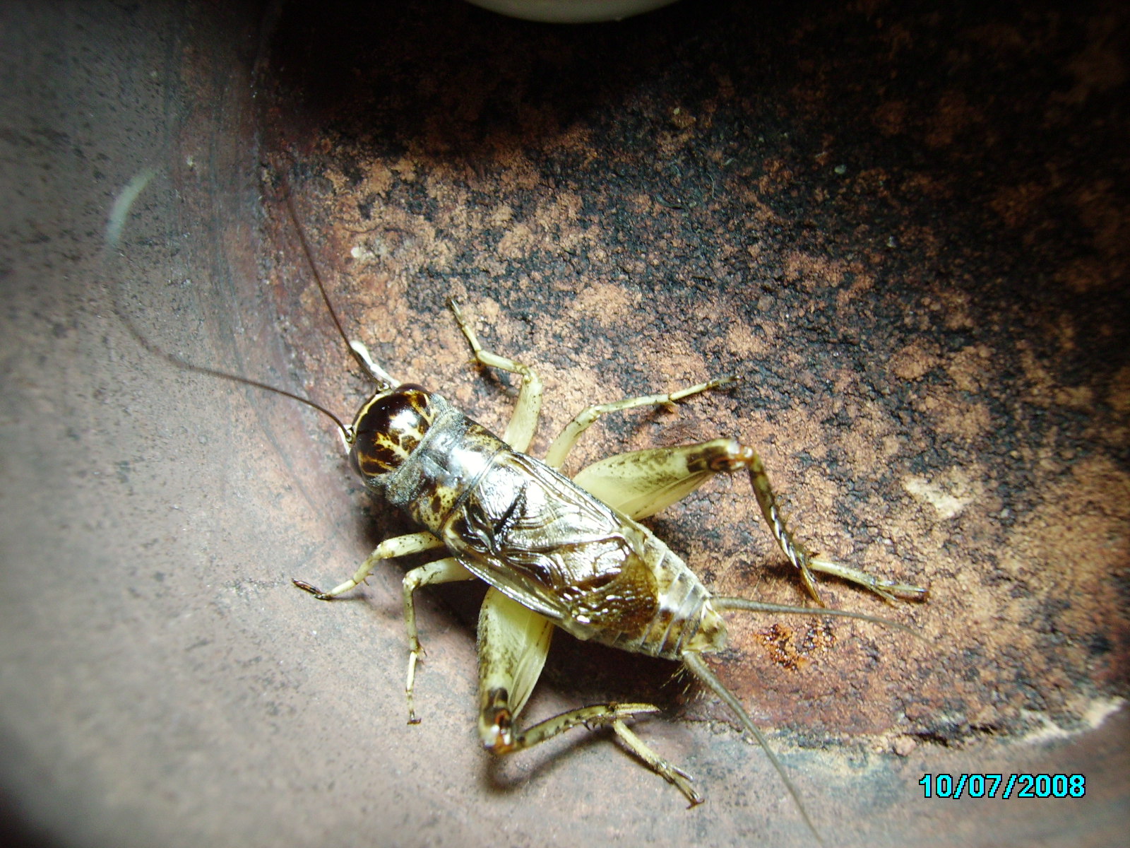 我国的三大传统鸣虫分别是"蛐蛐","油葫芦"和"蝈蝈".