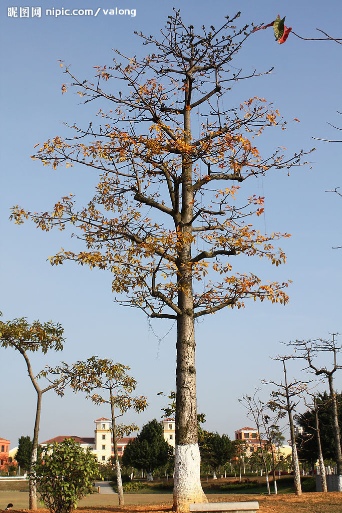 木棉树
