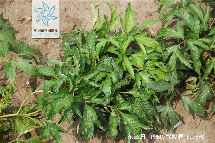 gnb95kph34">东当归( i>angelica acutiloba /i> (siebold & zucc