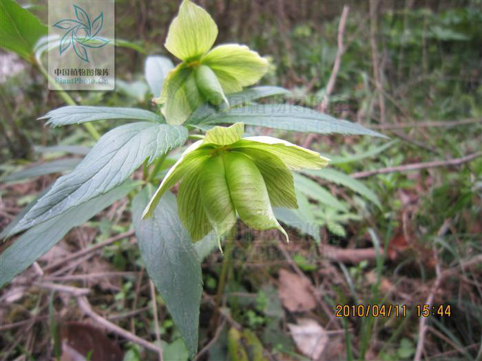  p data-id="tzbuw8cvdlfl">铁筷子( i>helleborus thibetanus /i>
