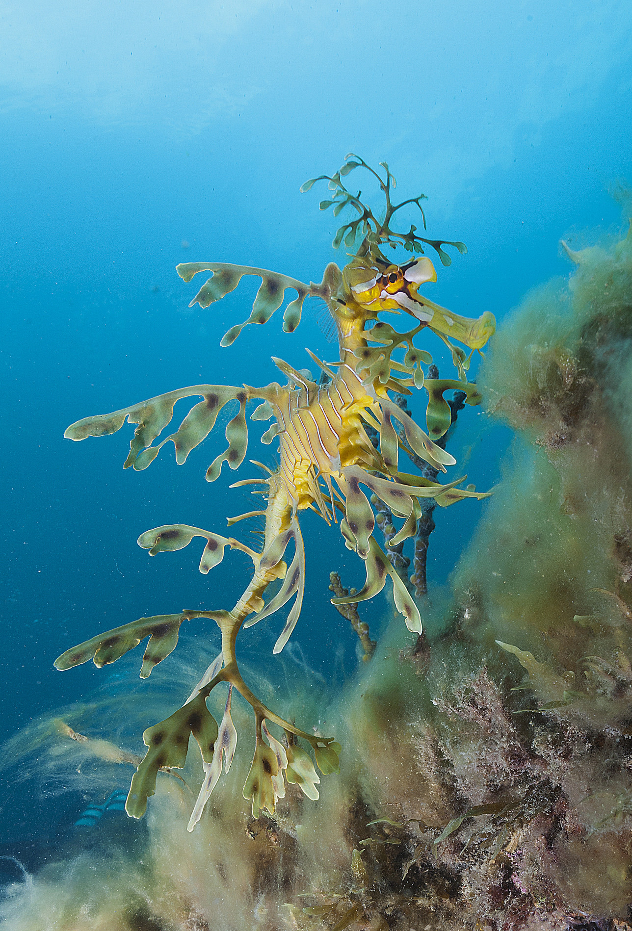  p>叶海龙(学名: i>phycodurus eques /i>)是海龙科,叶海龙属鱼类.