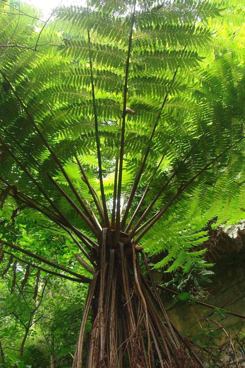 christ). tryon,桫椤科桫椤属植物.