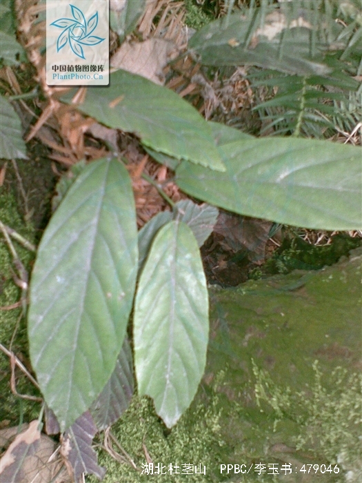 maesa hupehensis rehder