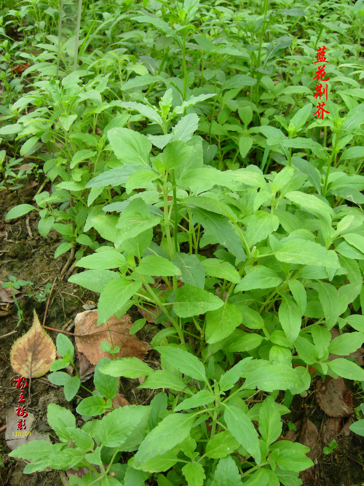  p>荆芥(学名: i>nepeta cataria /i> l.