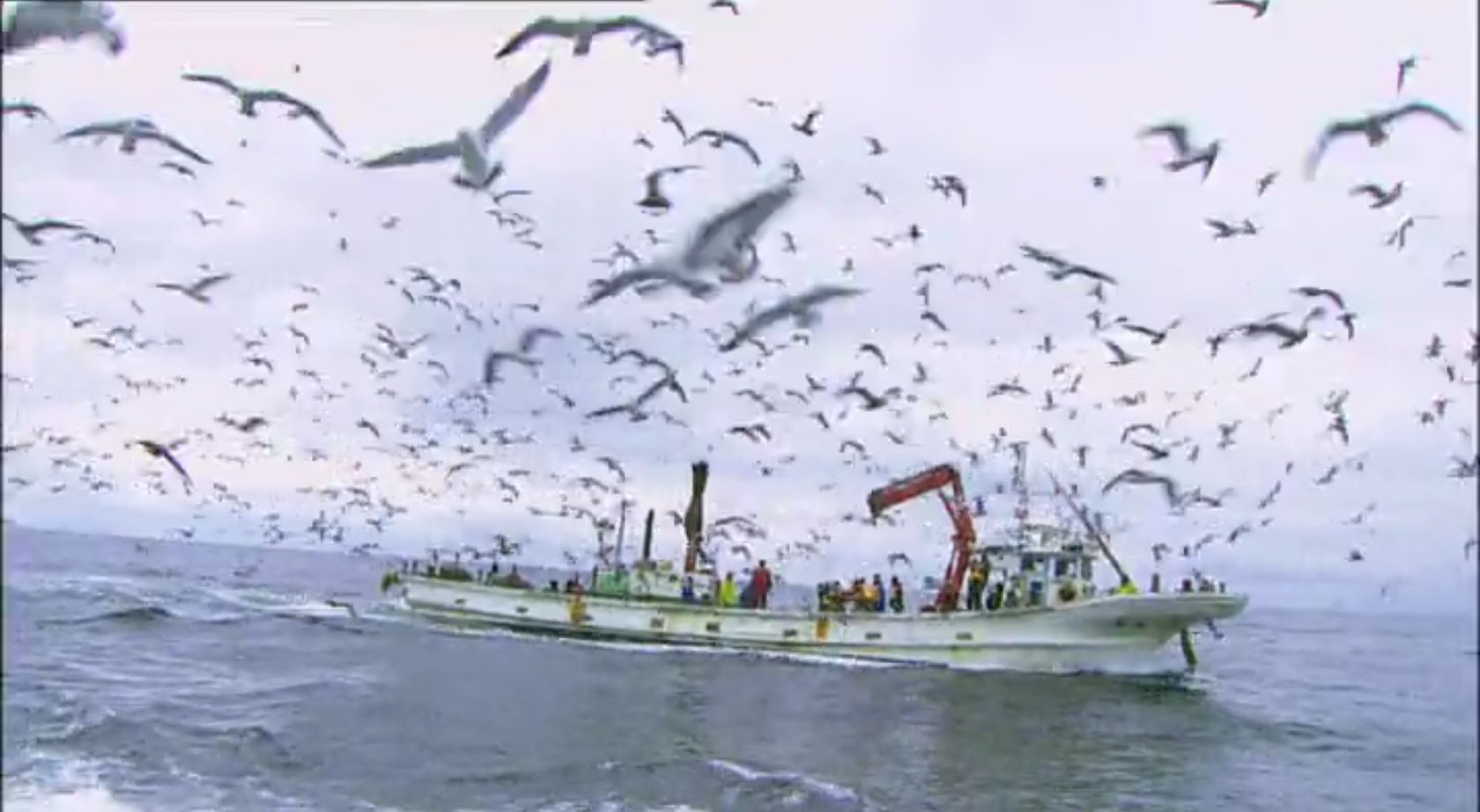 英语:the rippling blossom;前名《鱼跃在花见の朝》,《鱼跃在冬季》)
