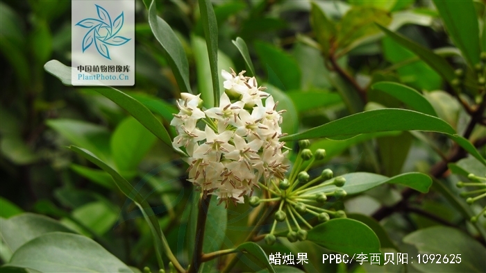 aegiceras corniculatum (linn.) blanco