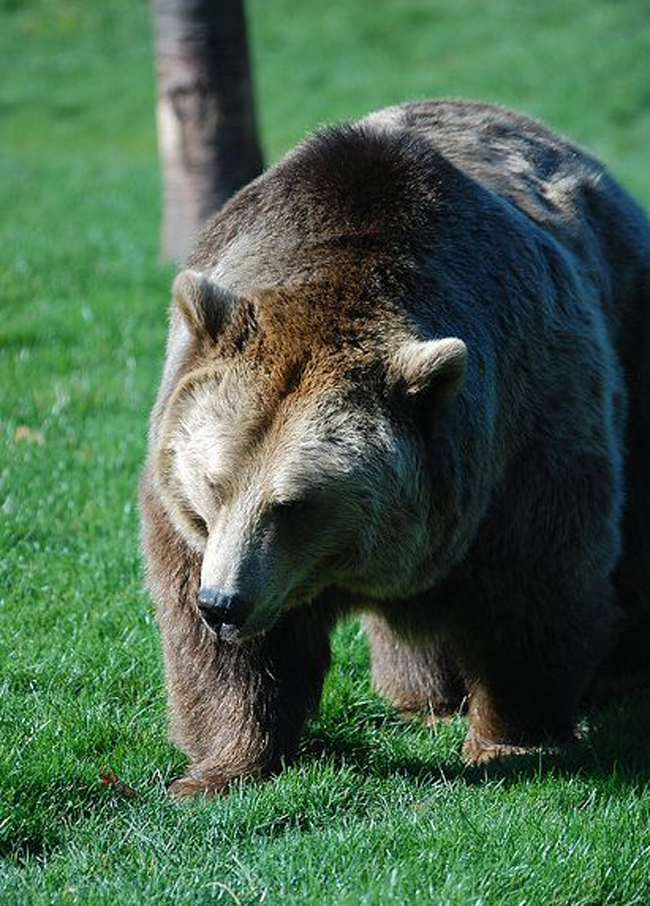  p>欧洲棕熊(学名:ursus arctos arctos)是棕熊指名亚种,头大而圆,体