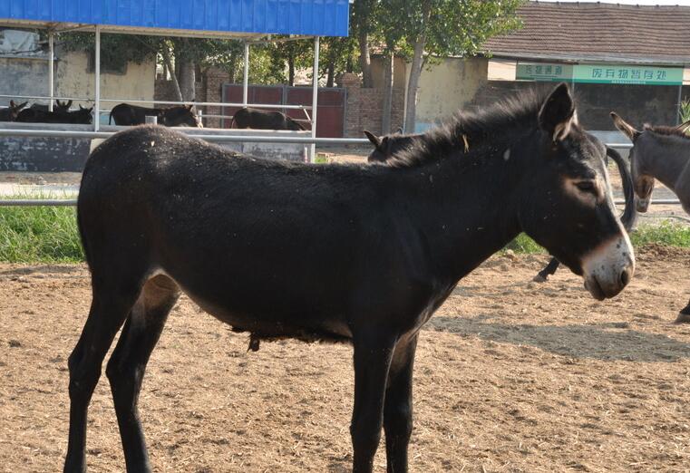 德州驴