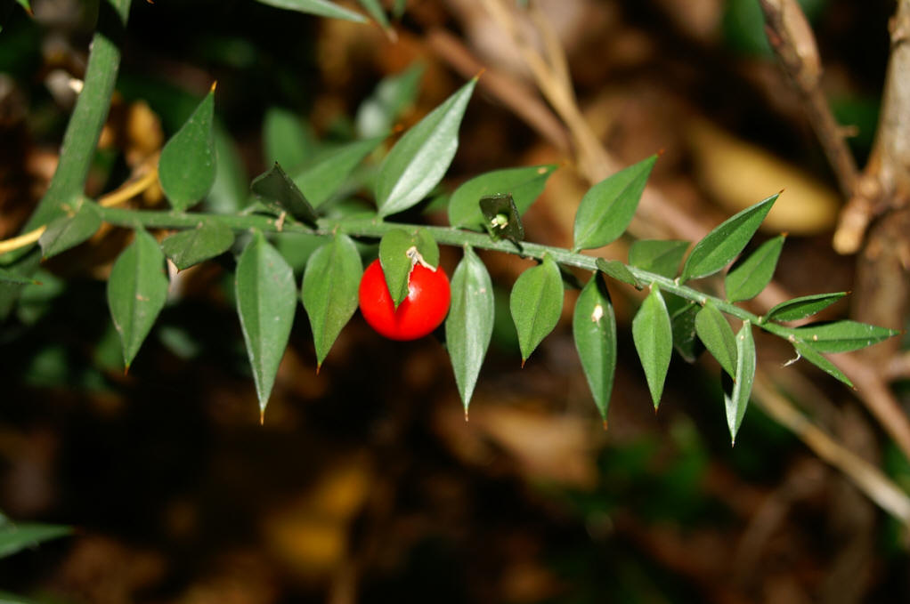  p>假叶树(学名: i>ruscus aculeata  /i>l.
