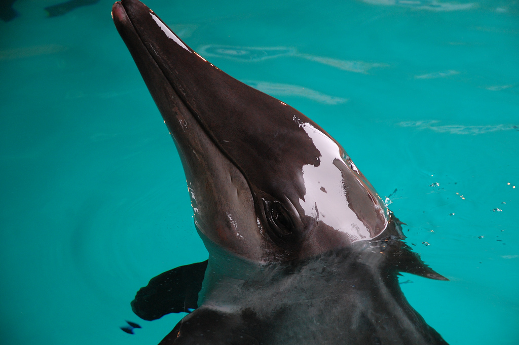  p>糙齿海豚(学名:steno bredanensis),体较粗壮,头圆锥形,吻突较长