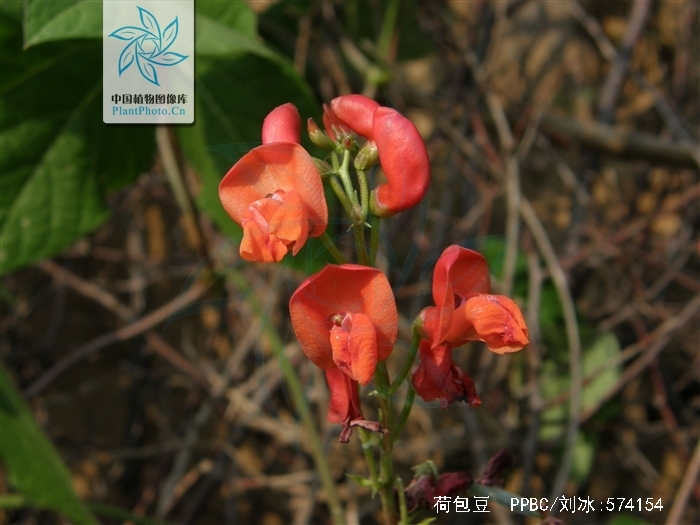  p>荷包豆(学名: i>phaseolus coccineus /i> linn.