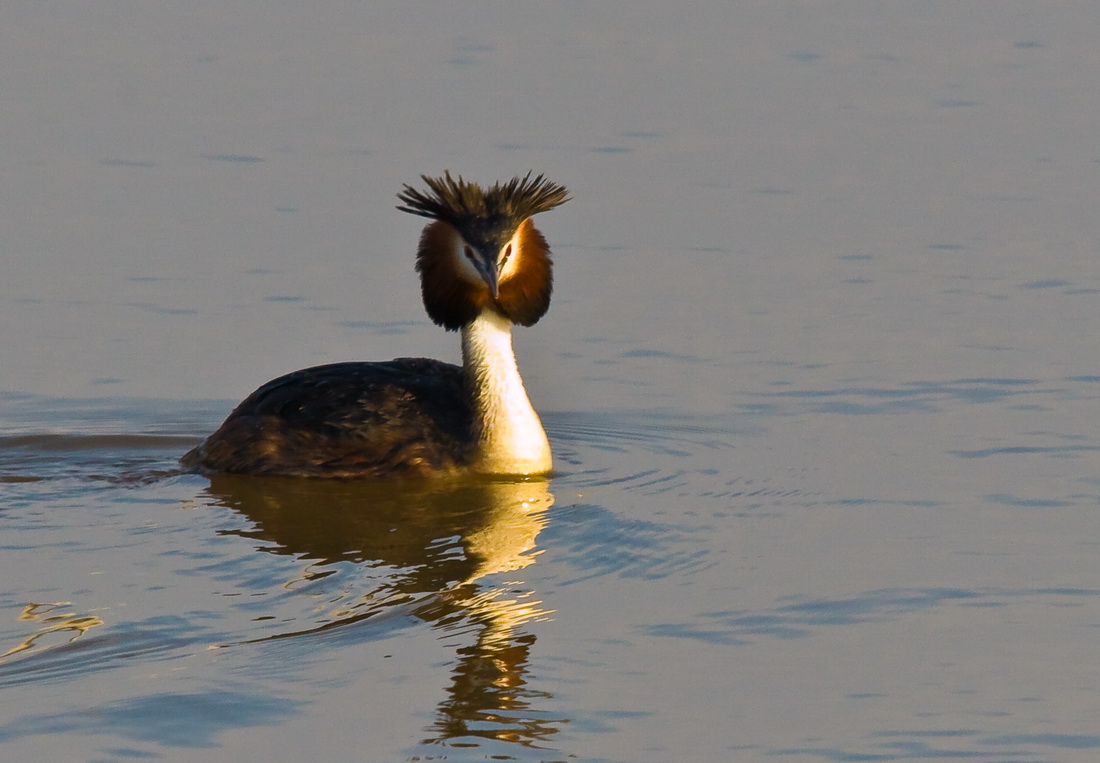 grebe