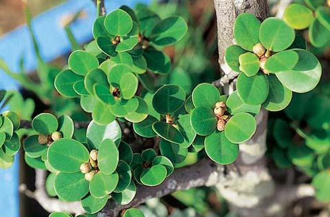  p>厚叶榕省固有植物,产在花莲,恒春半岛及兰屿的沿岸皮光滑,全株带